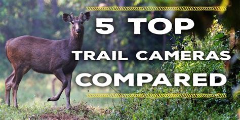 Essential Buying Guide: 5 Top Trail Cameras Compared