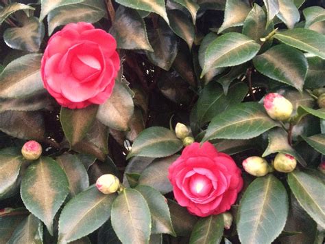 Camellia - Ten Random Facts