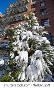 Snow Covered Evergreen Tree Stock Photo 368893253 | Shutterstock