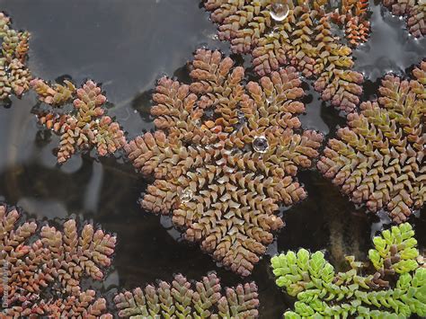 Azolla pinnata