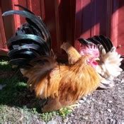 Black Tailed Buff Japanese Bantam Chicks | Chickens For Backyards