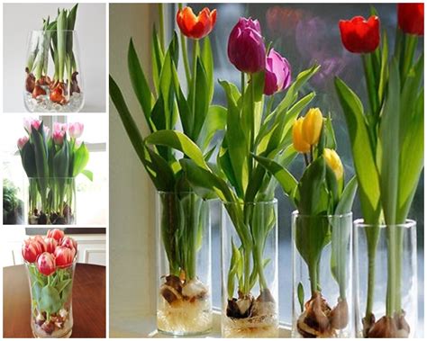 Wonderful Growing Tulips In Vase