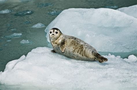 Harbor Seals Animals | Amazing Facts & Latest Pictures | The Wildlife