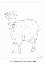 Free Pygmy Goats Coloring Page  Printables Kidadl sketch template
