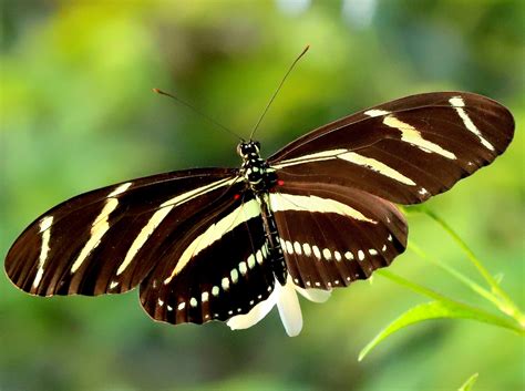 Zebra Longwing - Alabama Butterfly Atlas