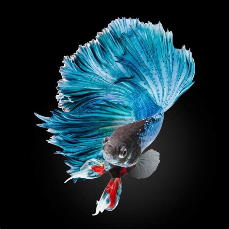 Betta Fish Wallpapers - Wallpaper Cave