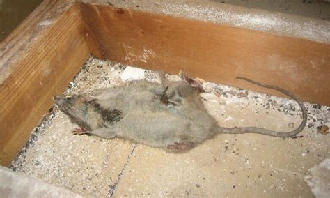 How Long Does It Take for a Dead Rat to Start and Stop Smelling? – Dead Animal