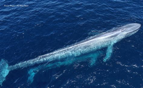 🔥 Mom and Baby Blue Whales 😍 : r/NatureIsFuckingLit