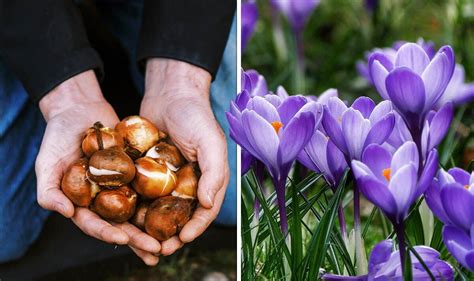 When to plant crocus bulbs: Key date to plant for 'early winter colour' | Express.co.uk