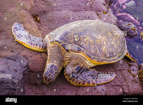 Hawaiian green sea turtle Maui Stock Photo - Alamy