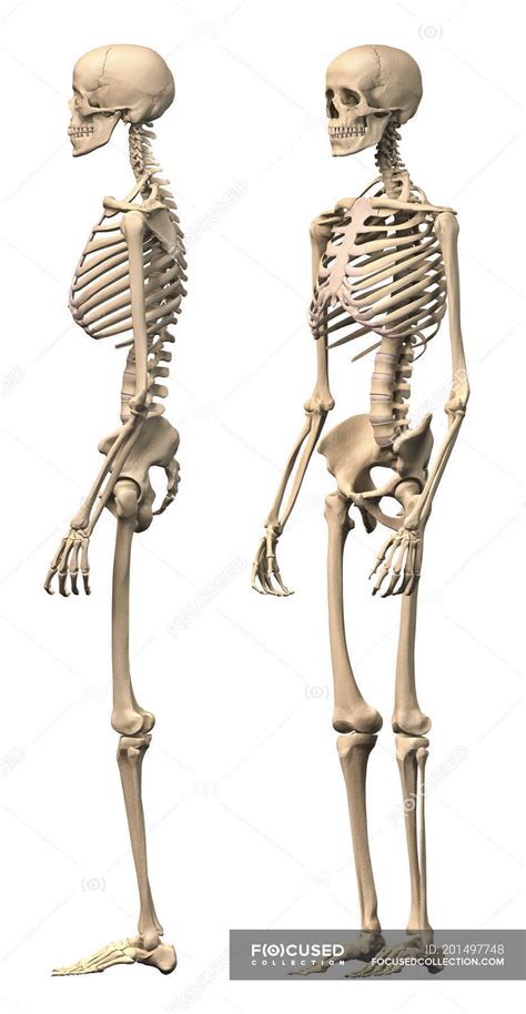 Side view of anatomy of male human skeleton isolated on white ...