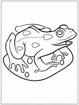Pond Frog  Coloring Pages sketch template