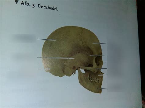 Biologie voor jou - Thema 5 - de schedel Diagram | Quizlet