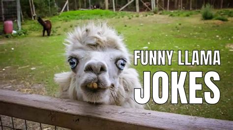 60 Llama Jokes & Puns That You Will Be Fleeced To Know