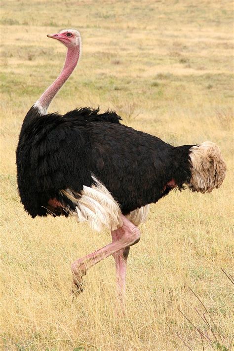 Ostrich Free Photo Download | FreeImages