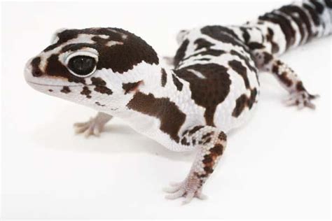 African Fat-Tailed Gecko Facts, Habitat, Diet, Life Cycle, Pictures