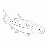 Trouts Coloring Pages For Kids Printable Free Download  sketch template