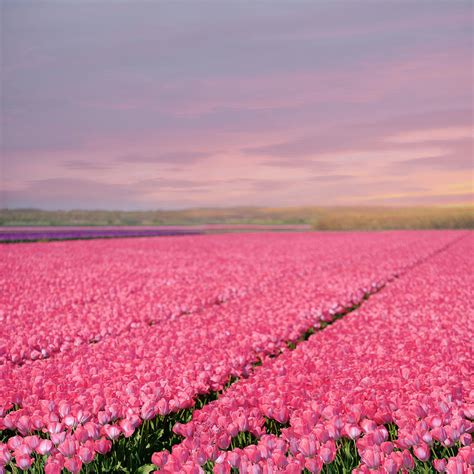 Pink Tulip Field | ubicaciondepersonas.cdmx.gob.mx