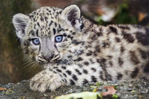 Closeup of a snow leopard cub - a photo on Flickriver