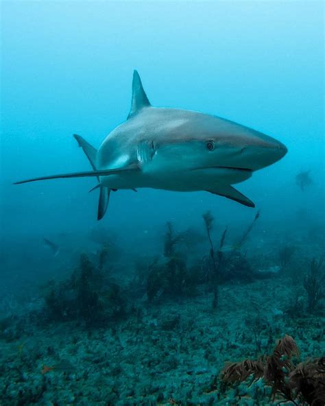 Shark Dive in Bimini | Bahamas - Lovely and Limitless | Shark diving ...