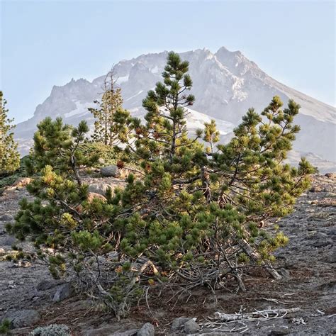 Pinus albicaulis (White-bark Pine) – 10,000 Things of the Pacific Northwest