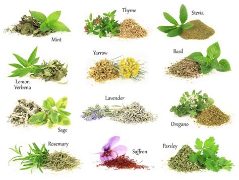 List of 30 Herbs With Their Benefits and Uses - Natural Food Series