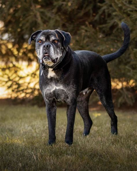 Dog for adoption - Zeus, a Cane Corso in Rockville, MD | Petfinder