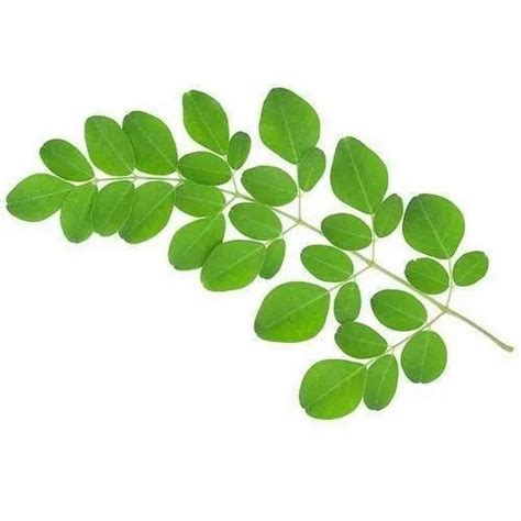 Moringa Oleifera Leaves, Packaging Size: 25 Kg, Packaging Type: Pp Bag ...