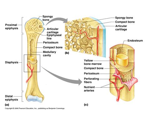 Bone Cell Structure Diagram