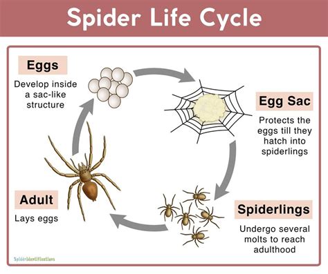 Spider Life Cycle Video | Life cycles, Spider fact, Cycle for kids