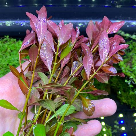 LUDWIGIA PALUSTRIS BUY3GET1FREE Live Red Aquarium Plant | Etsy