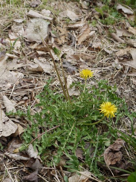 Dandelion and cat’s ear | Identify that Plant