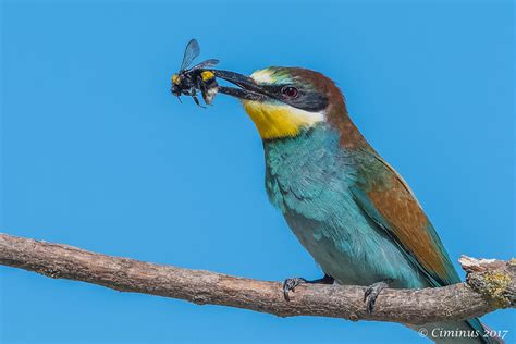 European Bee-eater / Merops apiaster photo call and song