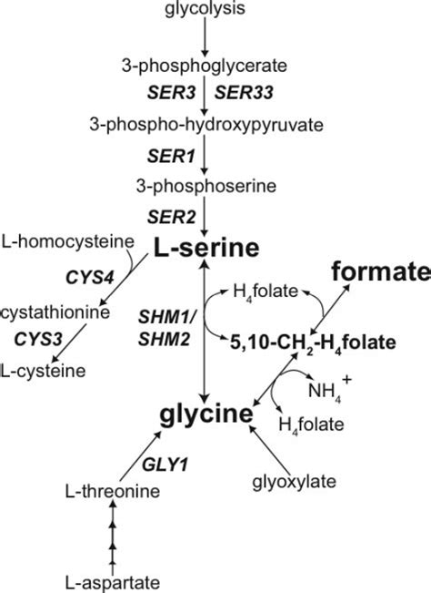 Relevant genes involved in the pathway for synthesis of L-serine and... | Download Scientific ...