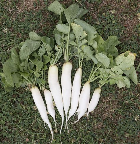 White radishes | Free stock photos - Rgbstock - Free stock images | micromoth | July - 07 - 2018 (2)