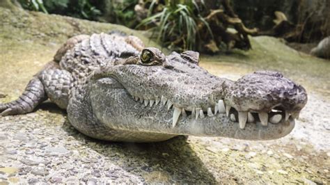 gray crocodile free image | Peakpx