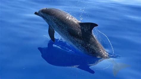 10 Facts about the Atlantic Spotted Dolphin that you didn´t know - YouTube