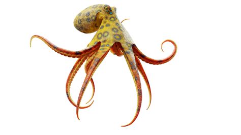 Animated Blue-Ringed Octopus - Blender Market