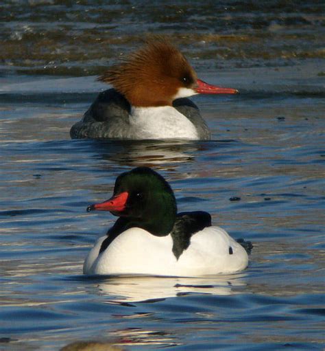 Common Mergansers | MTPR