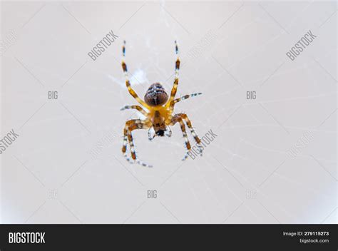 Yellow Black Orb- Image & Photo (Free Trial) | Bigstock