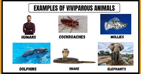 10 Examples of Viviparous Animals - Vivid Examples