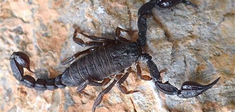 Scorpion venom packs more than a painful sting. It’s also chock full of ...