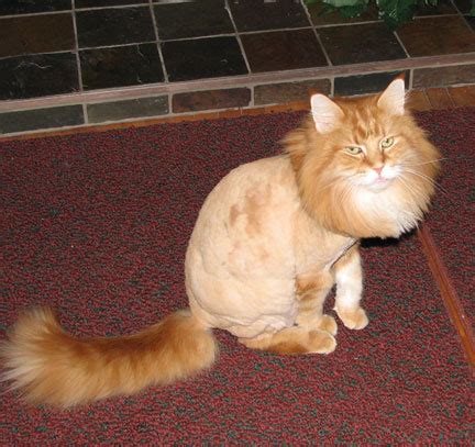 Pics obsession: Funny Cat Haircut