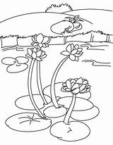 Water Lily Coloring Page Pages sketch template