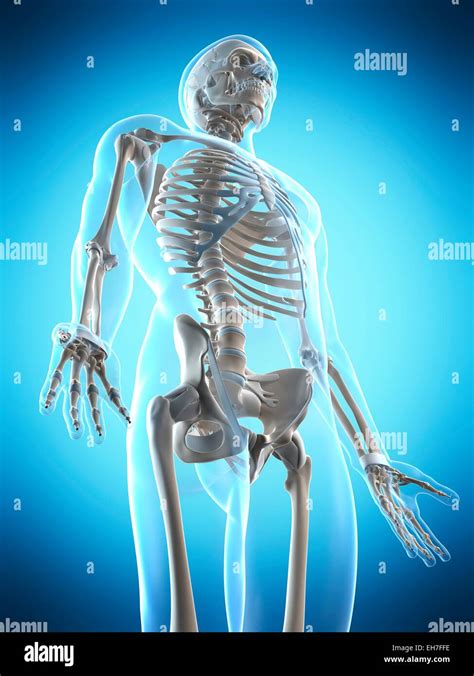 Human Skeletal System Anatomy With Detailed Royalty F - vrogue.co