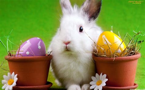 Easter Bunny Wallpaper Desktop | High Definition Wallpapers, High Definition Backgrounds