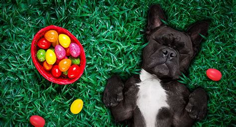 egg, red, green, caine, black, easter, card, dog, paw, HD wallpaper ...