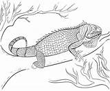 Iguana coloring Pages To Download And print For free sketch template