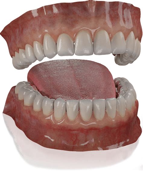 Free 3D Teeth Model | 3D Gladiator