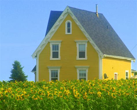 Sunflowers - PEI - Yellow, just like Anne and Gilbert's.. | Yellow ...